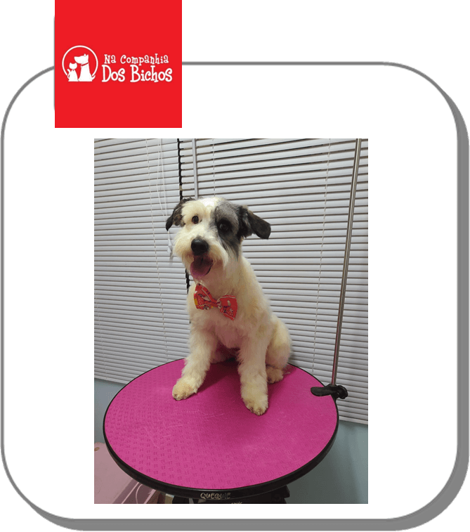 Banho e tosa para pet em Bonfim Paulista
