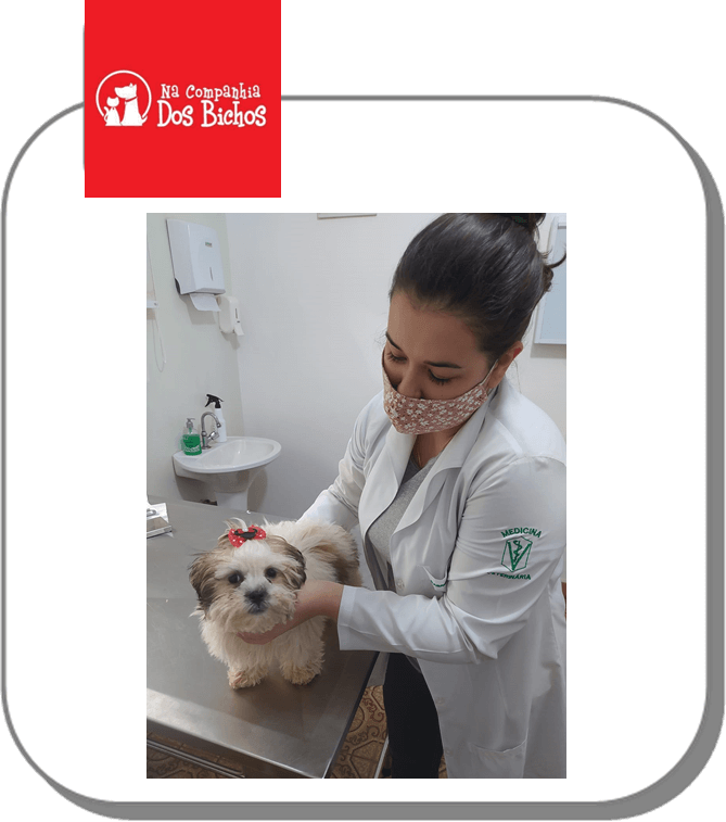 Rações para cães em promoção em Bonfim Paulista