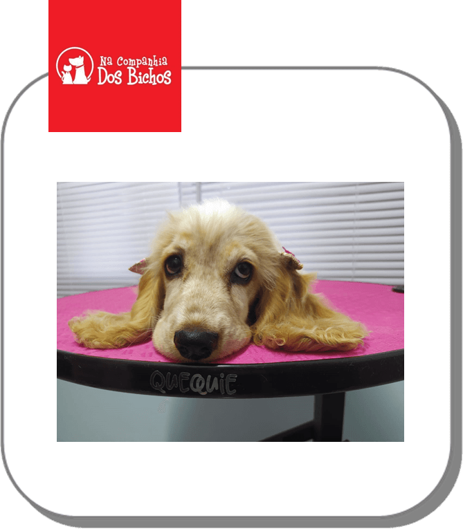 Medicamentos e vacinas para animais em Bonfim Paulista